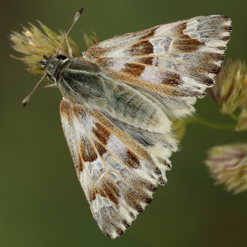 Carcharodus lavatherae