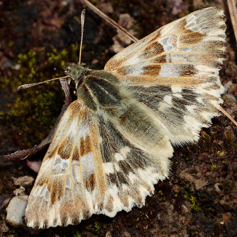 Carcharodus lavatherae