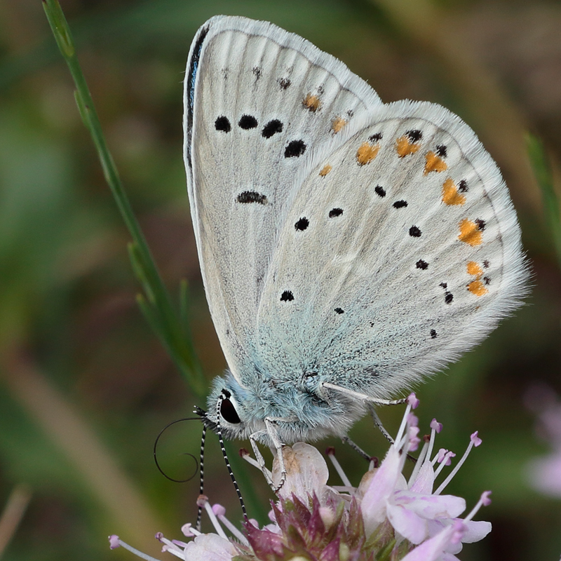 Polyommatus dorylas