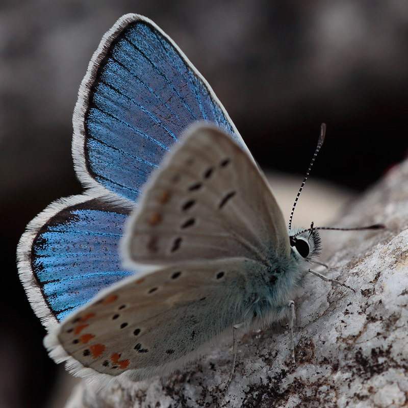 Polyommatus dorylas