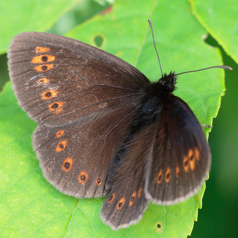 Erebia alberganus