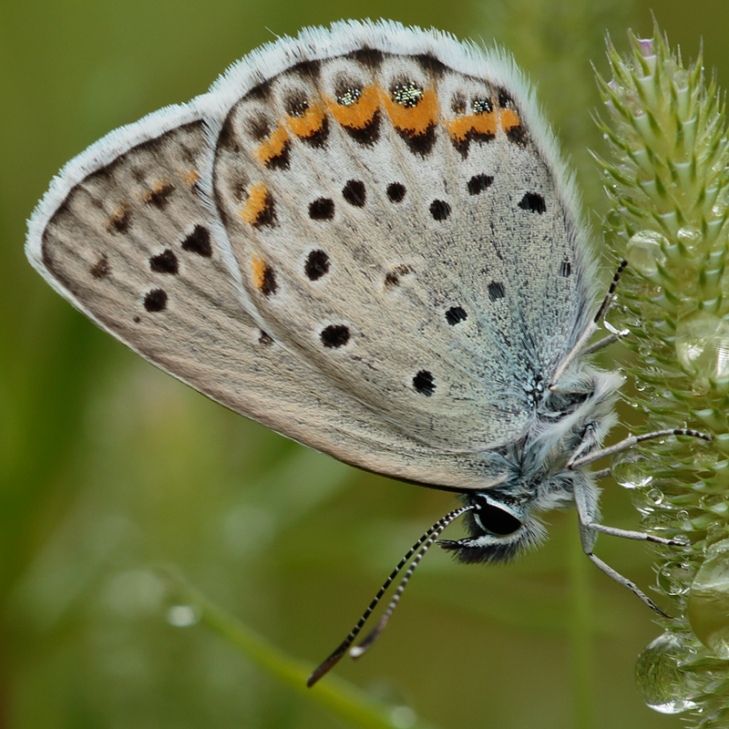 Plebejus argyrognomon