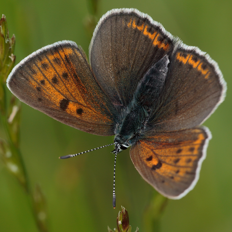 Lycaena hippothoe (eurydame)