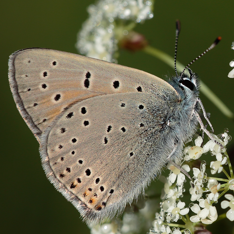 Lycaena hippothoe (eurydame)