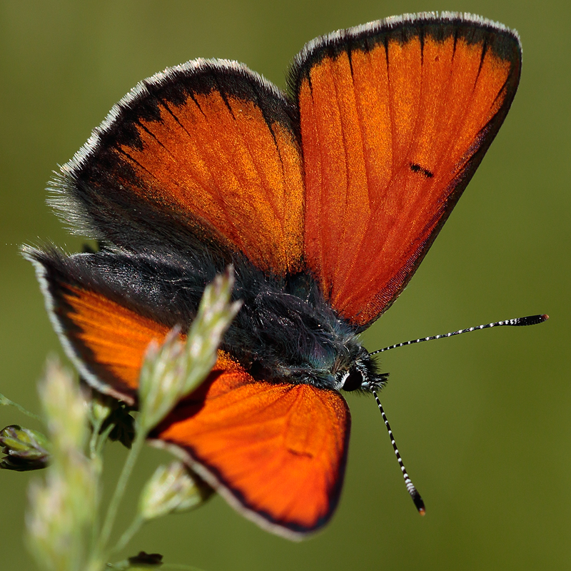 Lycaena hippothoe (eurydame)