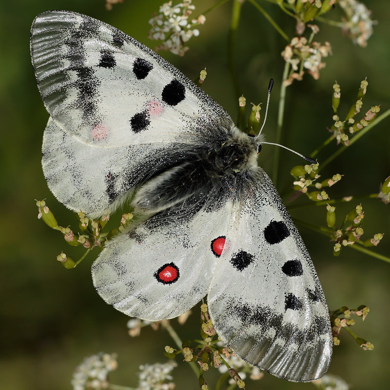 Parnassius apollo