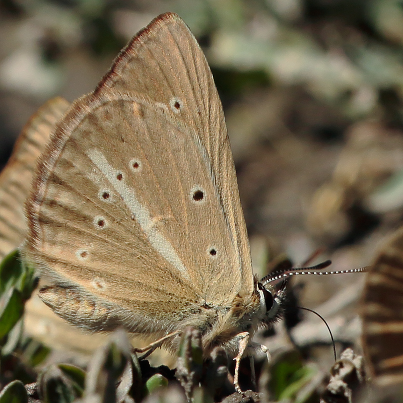 Polyommatus dantchenkoi kanduli