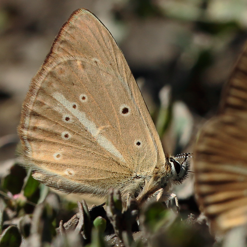 Polyommatus dantchenkoi kanduli