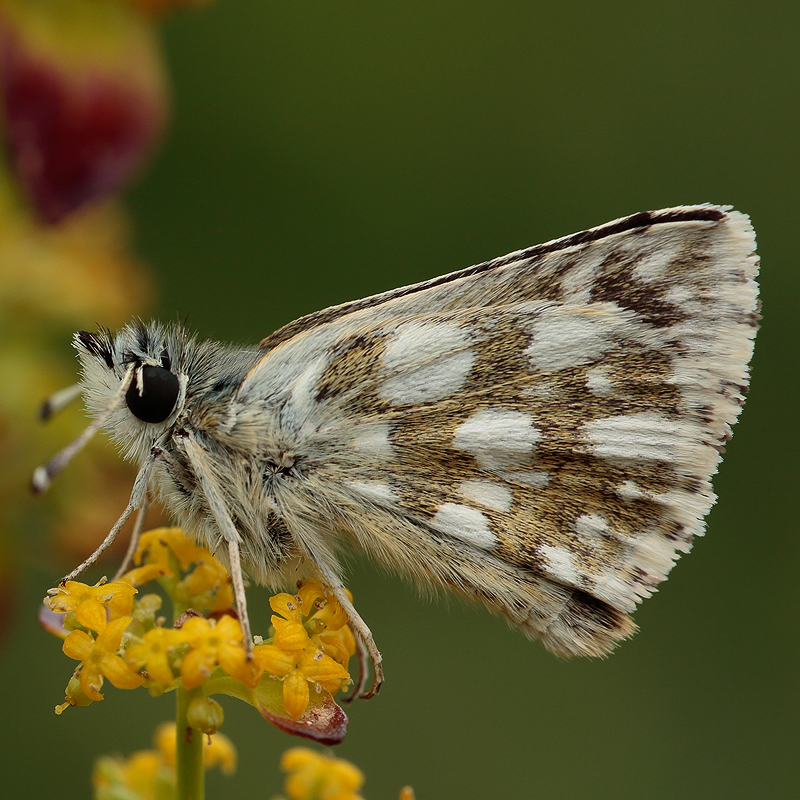 Spialia orbifer