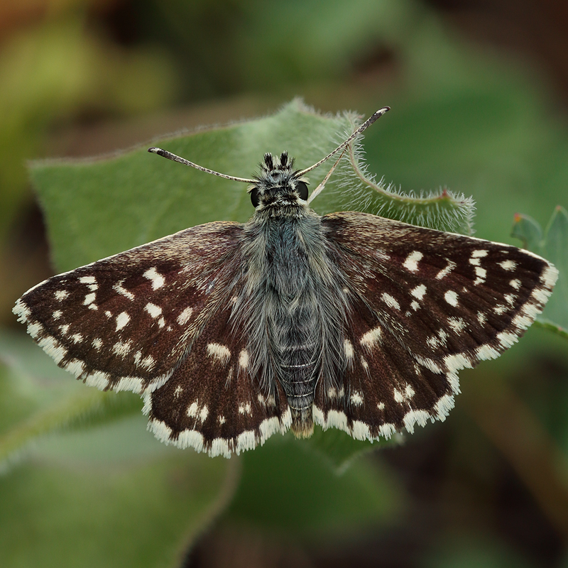 Spialia orbifer