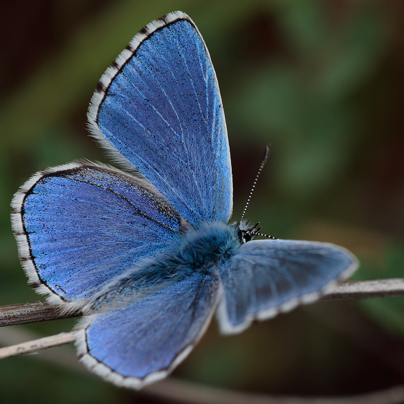 Polyommatus bellargus