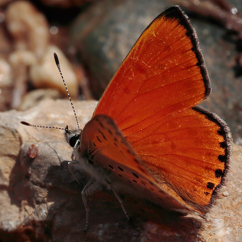 Lycaena ochimus