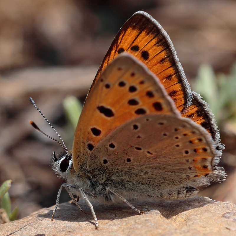 Lycaena asabinus