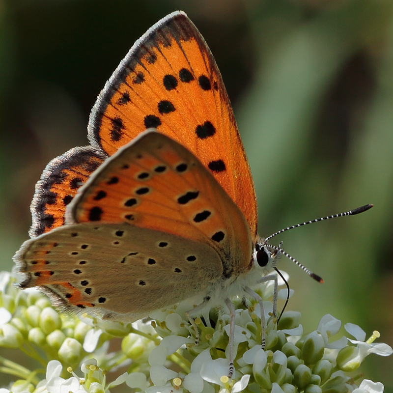 Lycaena asabinus