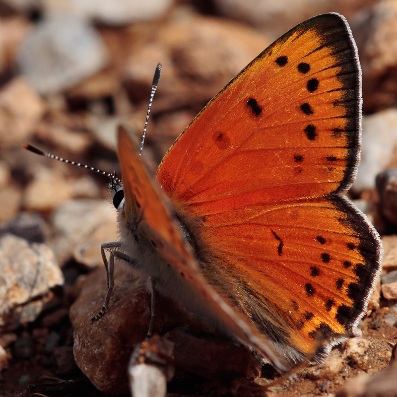 Lycaena asabinus