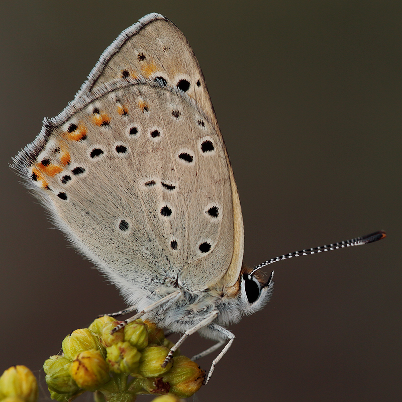 Lycaena asabinus