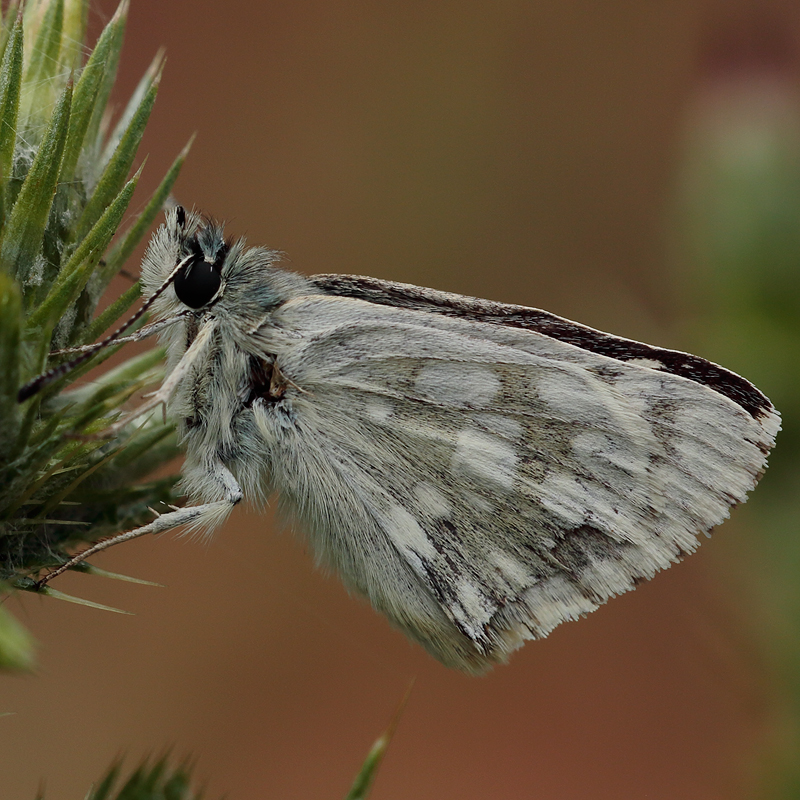 Muschampia tesselum