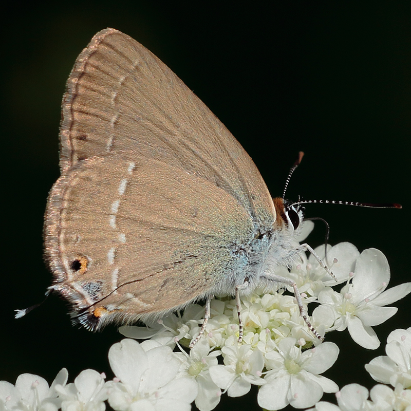 3701-Satyrium abdominalis