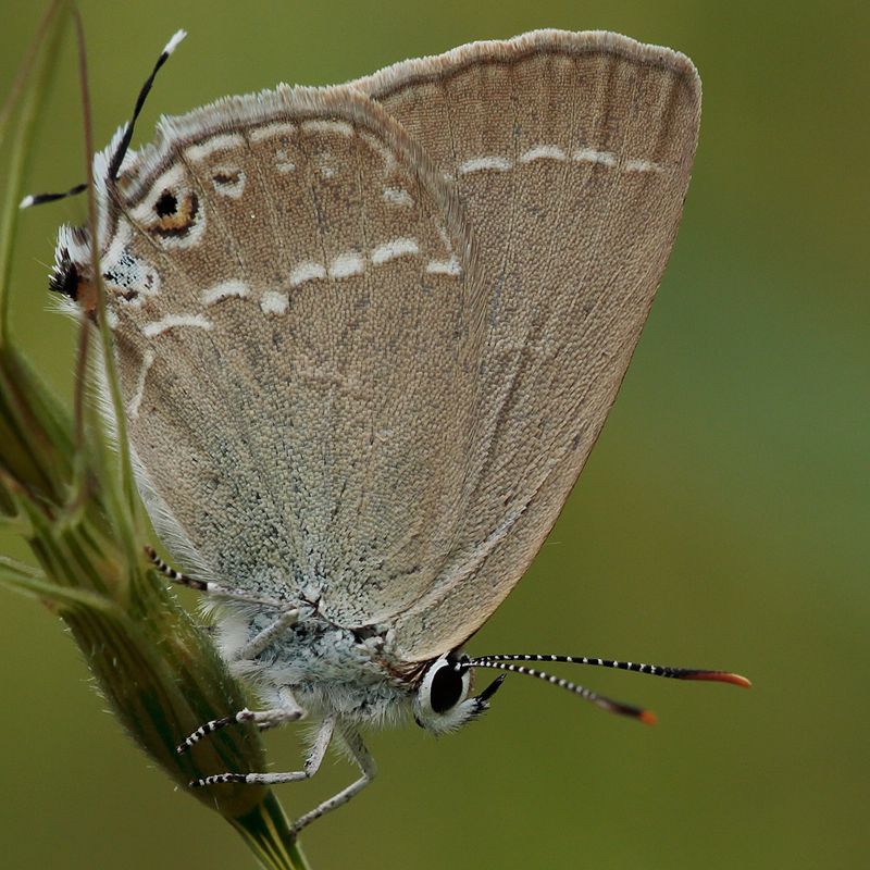 3701-Satyrium abdominalis