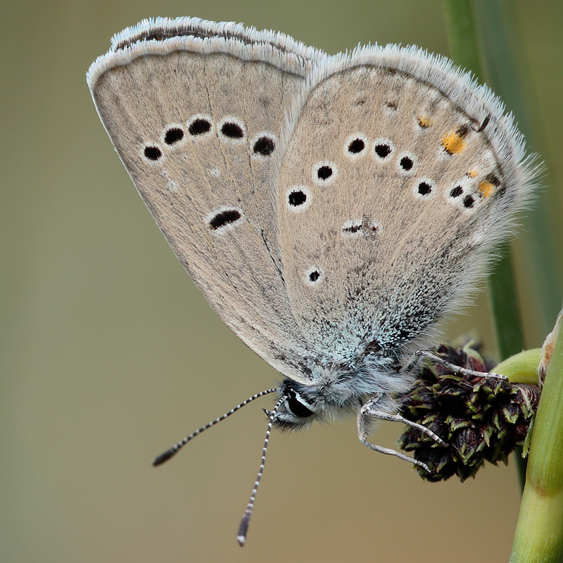 Cyaniris semiargus (bellis)