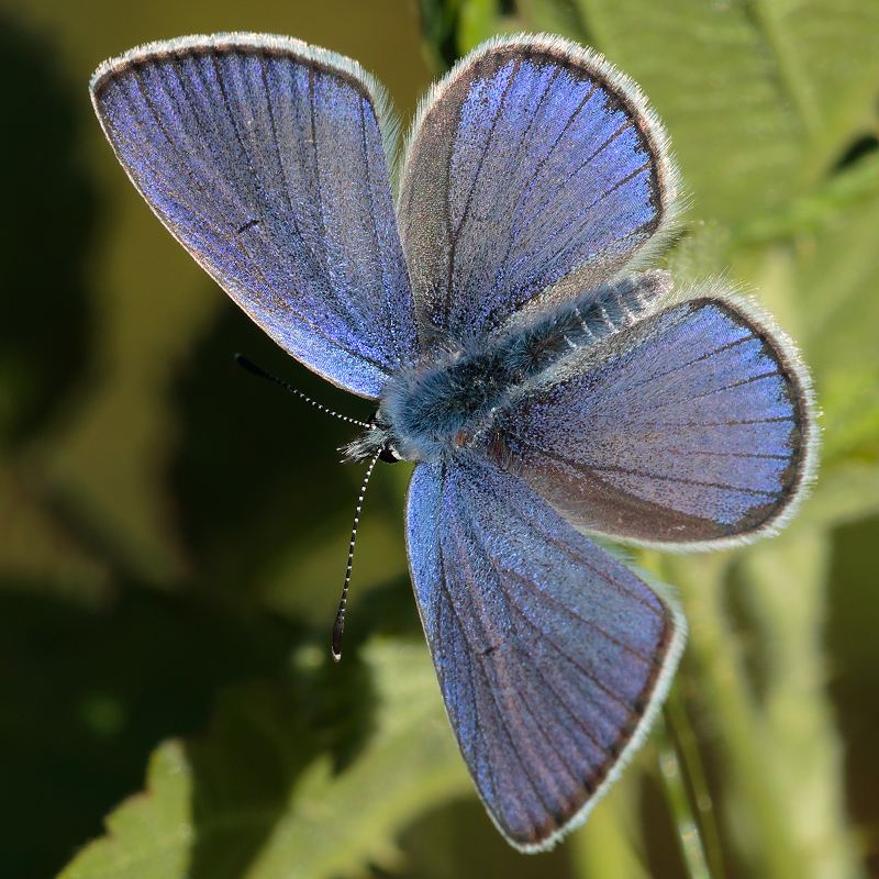 Cyaniris semiargus (bellis)