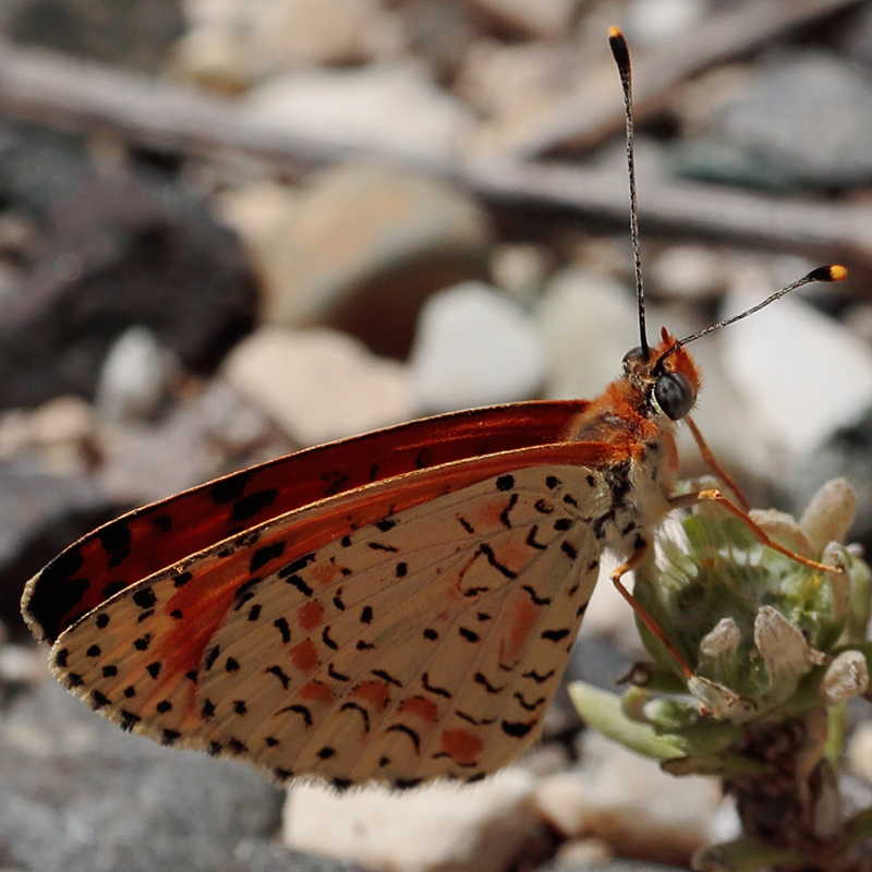 Melitaea persea