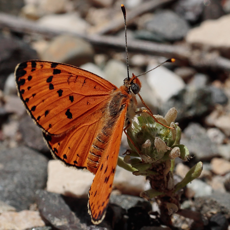 Melitaea persea