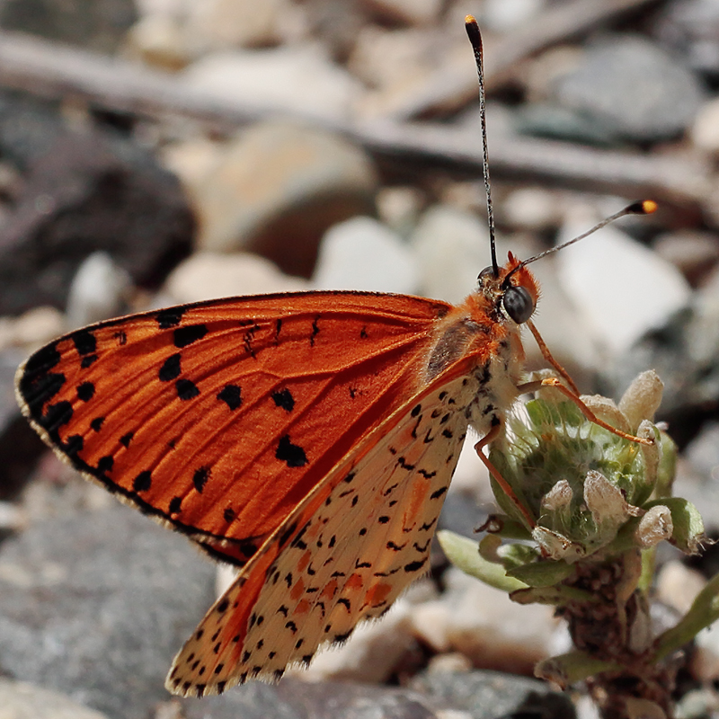 Melitaea persea