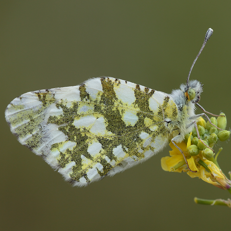 Anthocharis cardamines