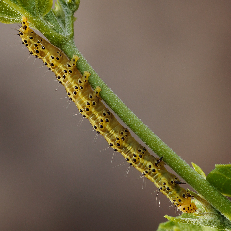 3701-Satyrium zabni larva