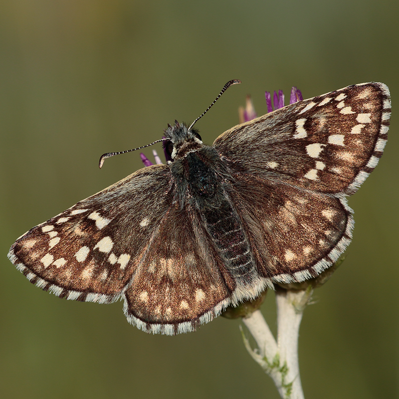 Pyrgus sidae