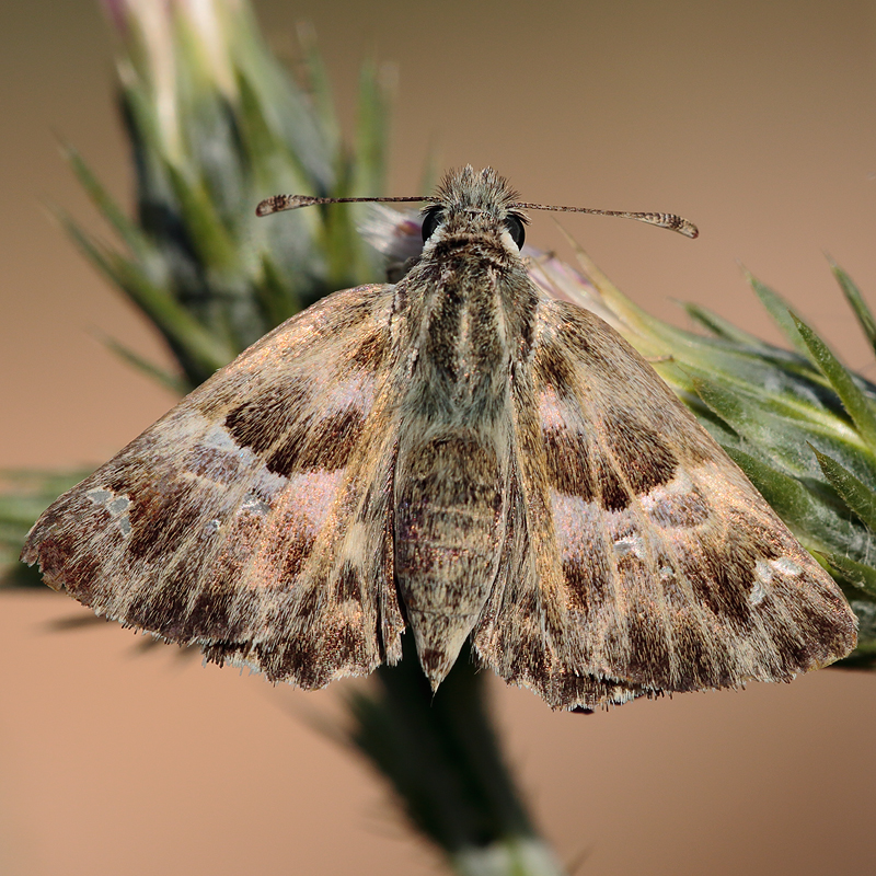 Carcharodus stauderi