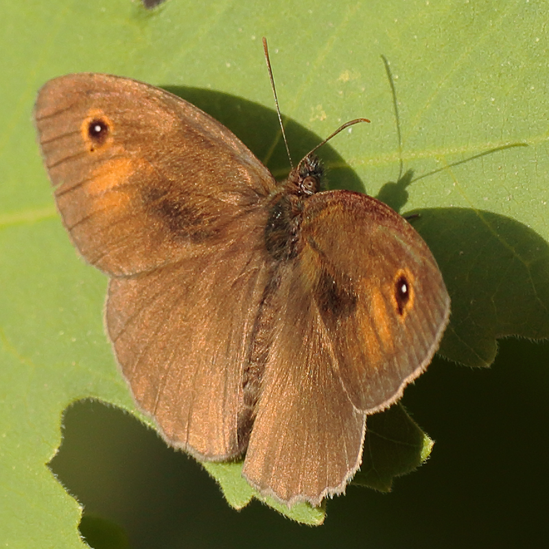 Maniola telmessia