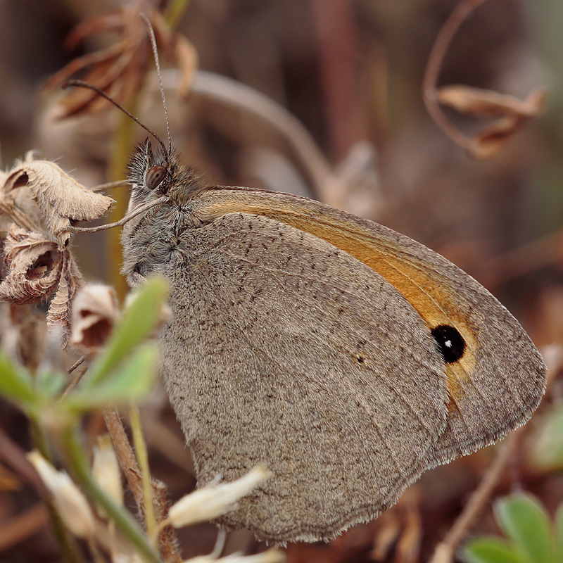 Maniola telmessia