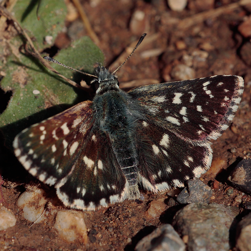 Spialia orbifer