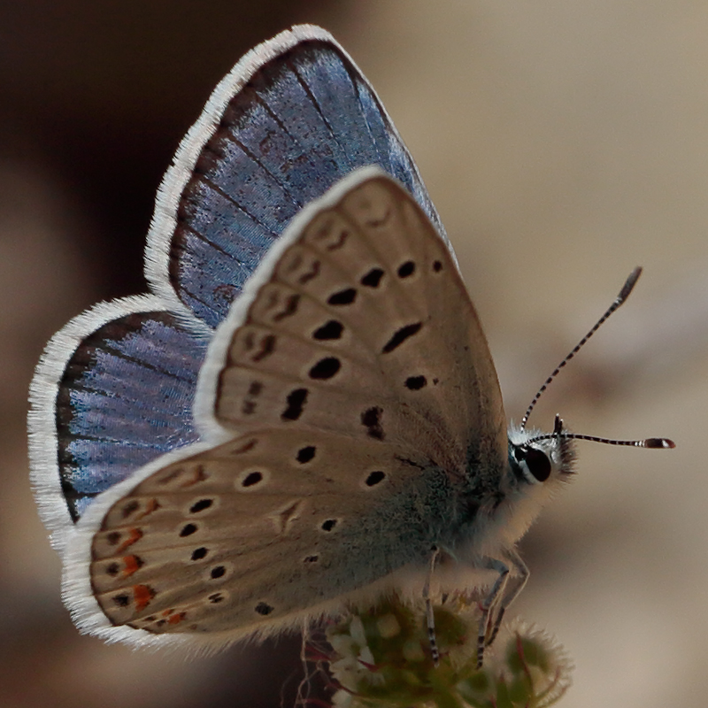 Polyommatus cornelia