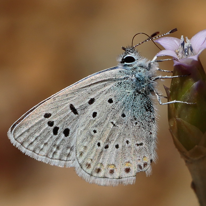 Polyommatus cornelia