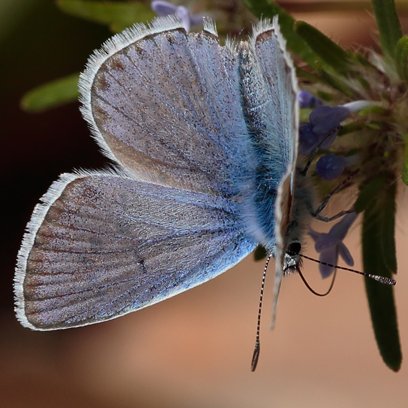 Polyommatus cornelia