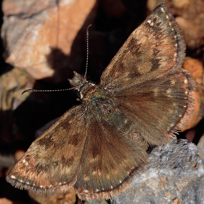 Erynnis tages