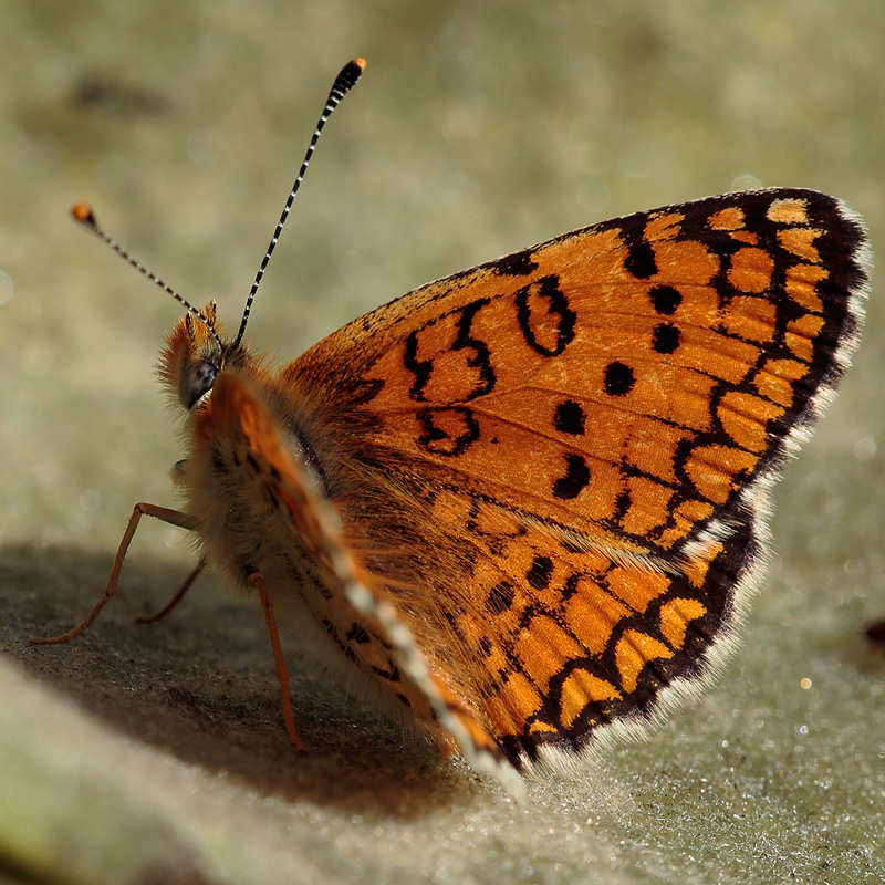 Melitaea collina