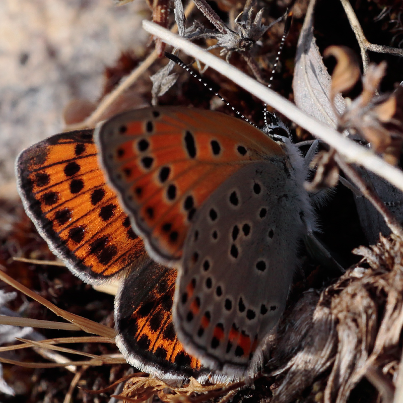 Lycaena thersamon kurdistanica