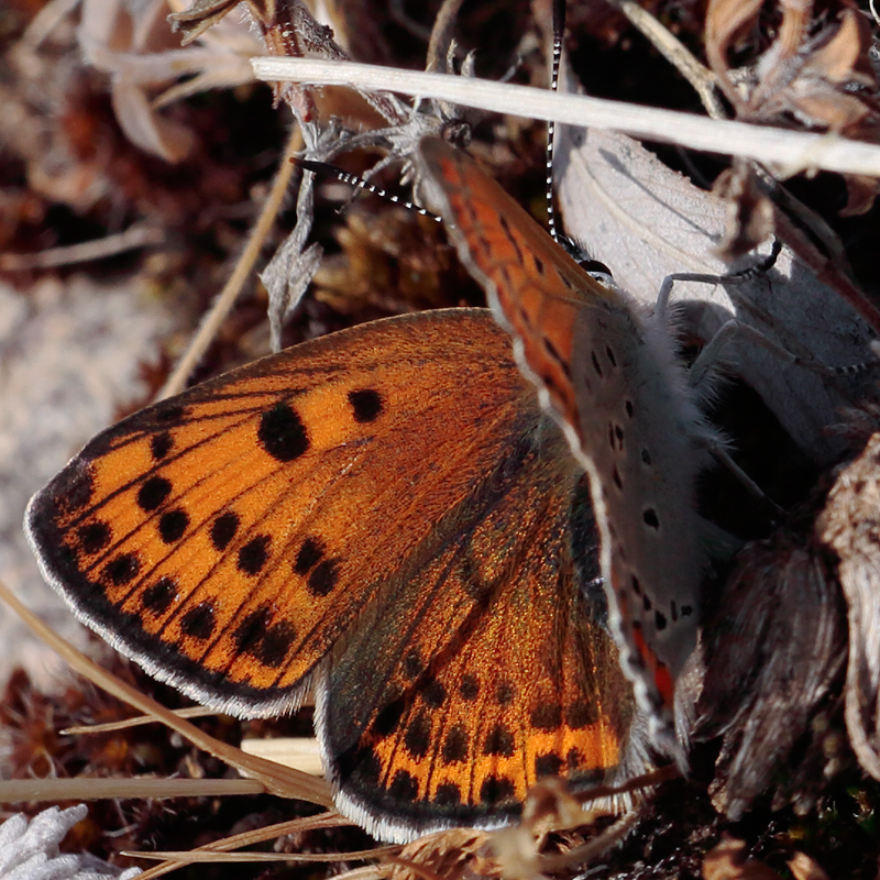 Lycaena thersamon kurdistanica