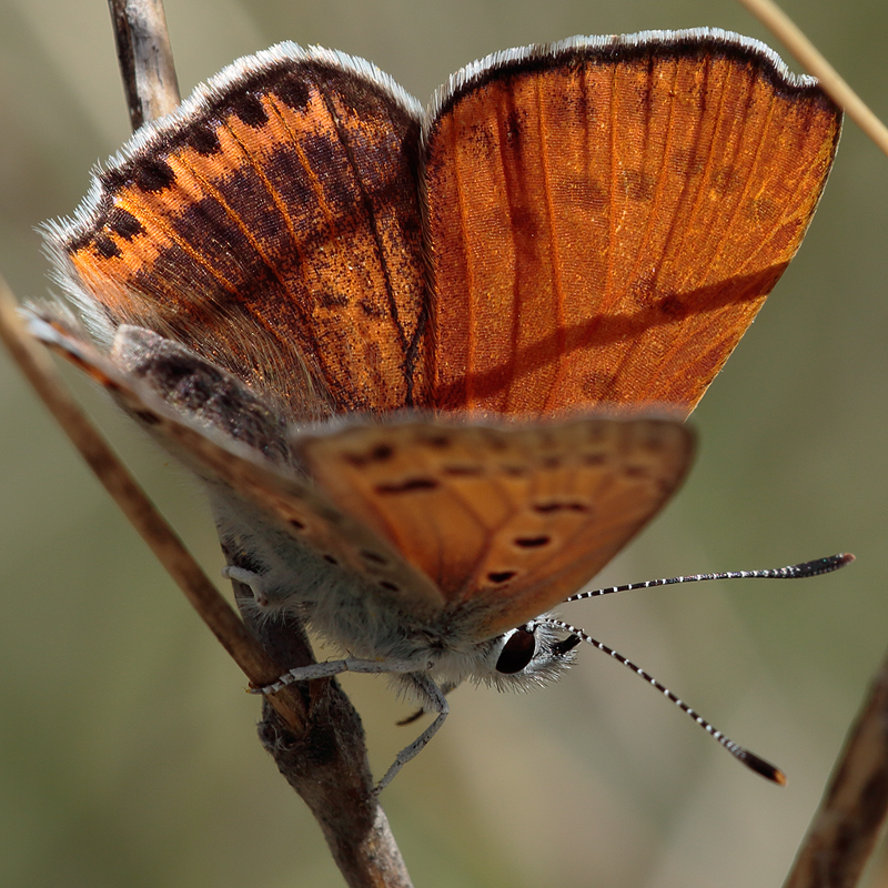 Lycaena thersamon kurdistanica