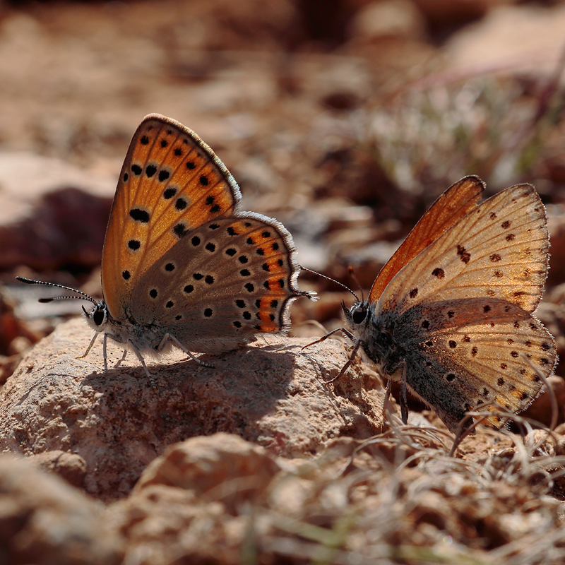 Lycaena thersamon