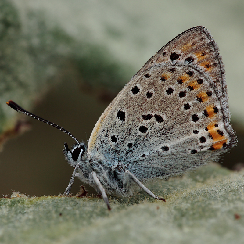 Lycaena thersamon