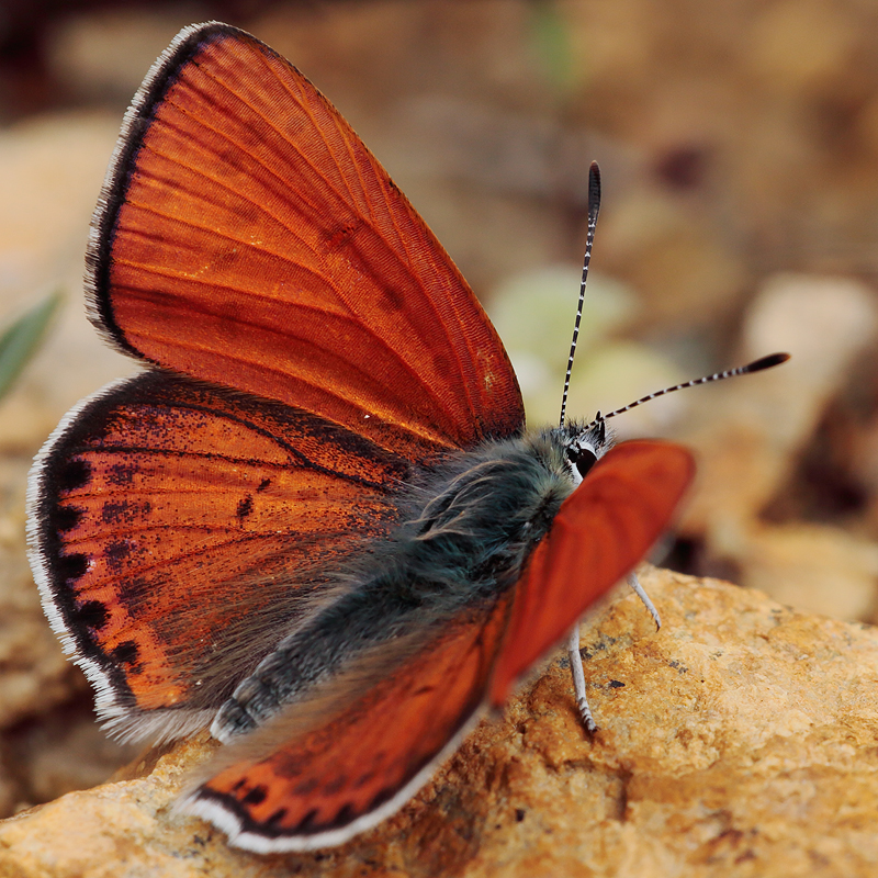 Lycaena thersamon