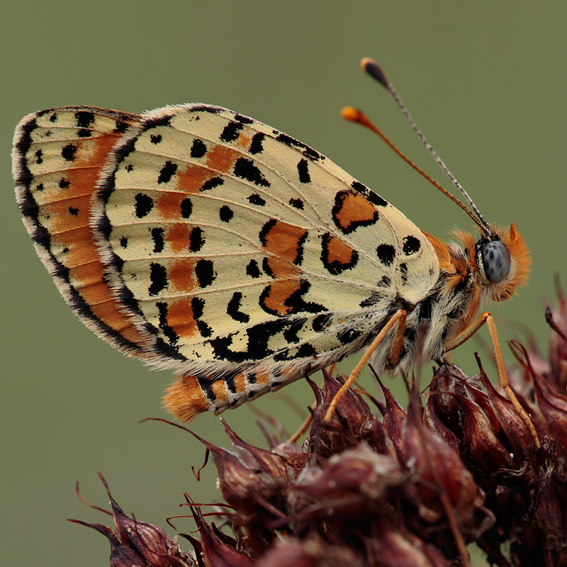 Melitaea trivia