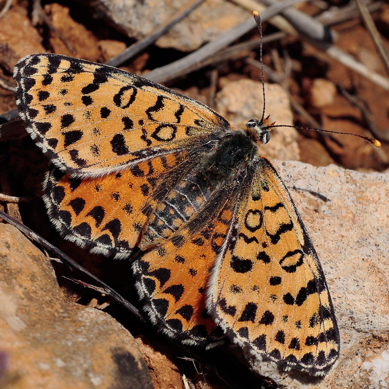 Melitaea didyma