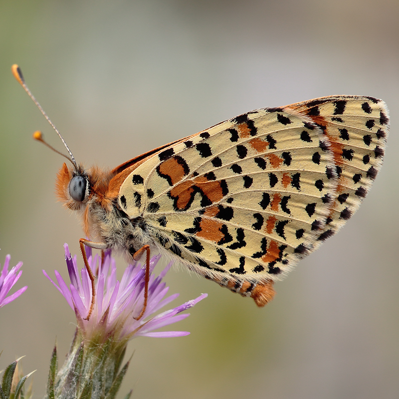 Melitaea didyma