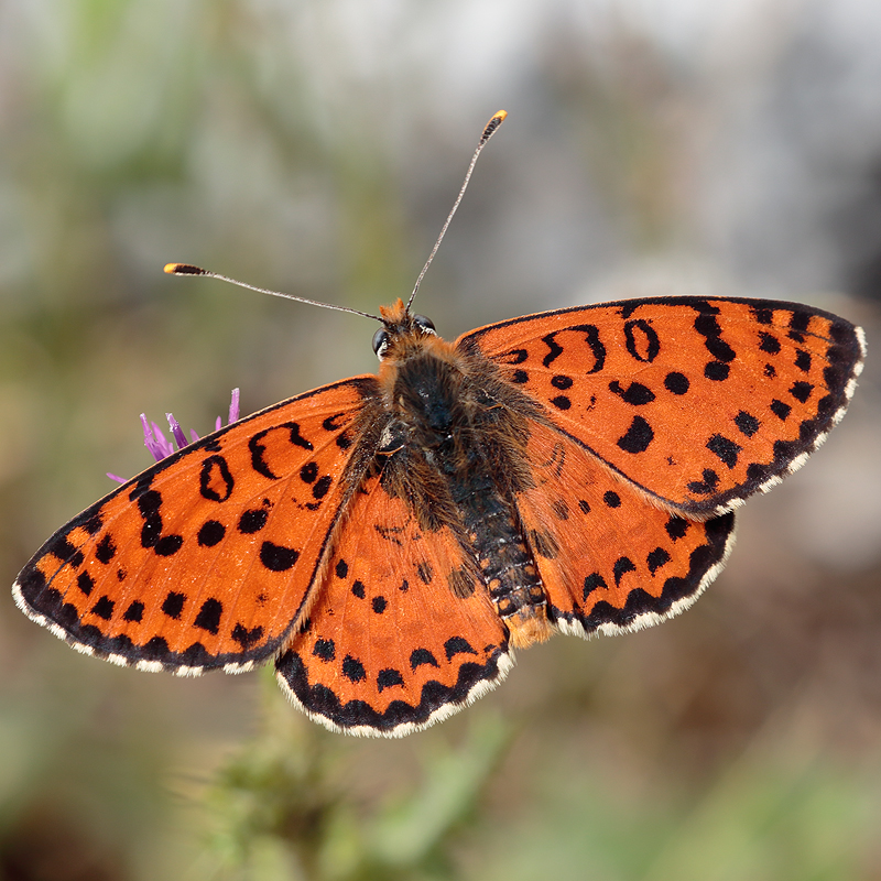 Melitaea didyma